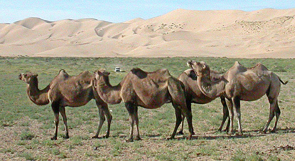 Camels in Mongolia's Gobi Desert by Ron Gluckman