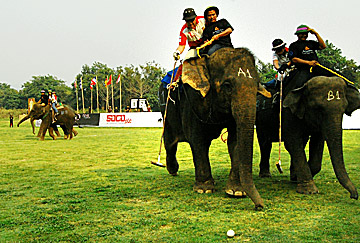 geeuwen Extractie Verspreiding Elephant Polo - world's dumbest sport