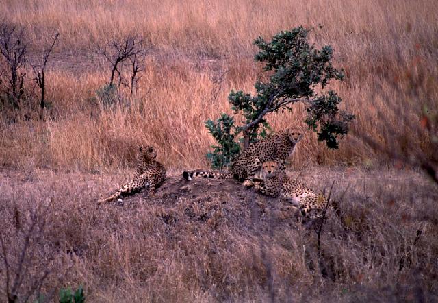 leopdsml.jpg (52959 bytes)